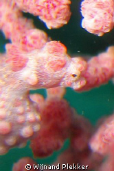 Pygmee Seahorse by Wijnand Plekker 